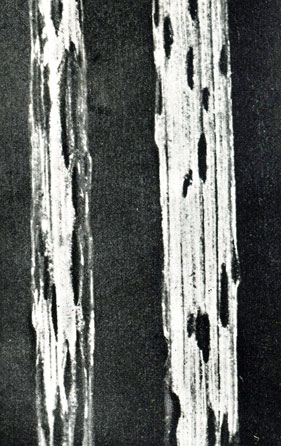 Фото 168. Черные бархатистые подушечки телейтоспор линейной ржавчины на пшеничной соломе. х 5. Ориг