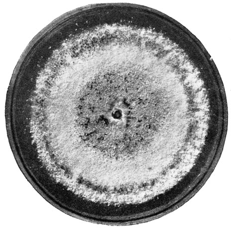 Фото 243. Колония Phoma sp., белая, ватообразная, с черными в виде точек пикнидами в центре и по периферии. Двухнедельная культура на сусло-агаре. Рост при 24-26° Ц. Уменьшено. Ориг