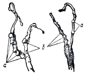Рис. 7. Матки с зародышами (а, б), погибшими на ранней стадии развития при скрытом течении листериоза