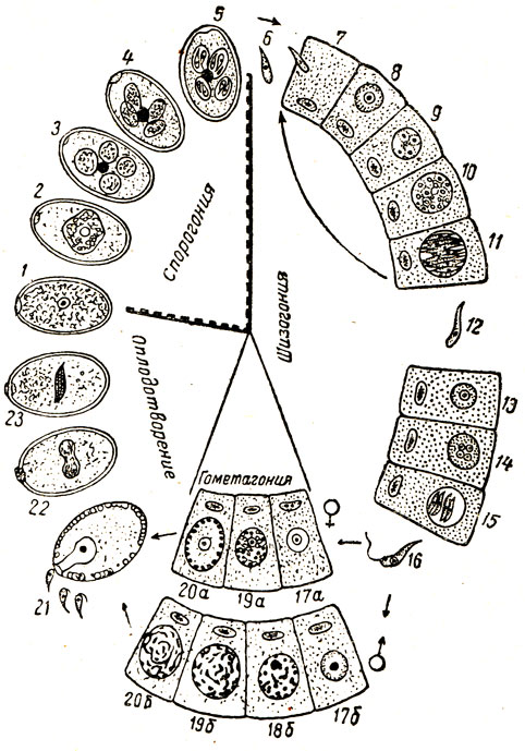 Рис. 19. Схема развития кокцидий: 1 - 5 - спорогония во внешней среде; 1 - 2 - ооциста; 3 - 4 - в ооцисте образуются четыре споробласта; в каждом споробласте образуется по два спорозоита; б - спорозоит внедряется в кишечную клетку (7) и начинается бесполовой цикл развития - шизогония (8 - 11), 12 - мерозоит; 13 - 15 - начало образования половых особей; 16 - гаметозоит; 17 - 20 - гаметогония: 17а, 19а, 20а - развитие макрогаметоцитов; 17б - 20б - развитие микрогаметоцитов; 21 - 23 - фазы оплодотворения
