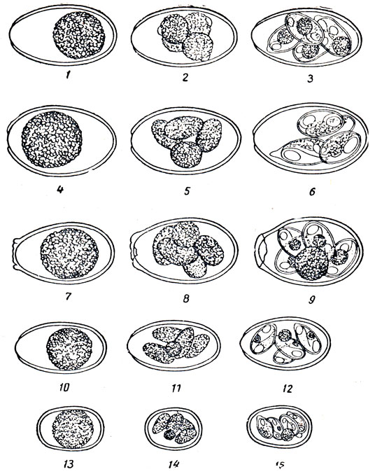 Рис. 20. Ооцисты разных  видов кокцидий: 1, 2, 3 - незрелая,  полузрелая   и  зрелая   (спорулировавшая)   ооциста   Eimeria stidae;  4, 5, 6 - то  же,   Eimeria   irrisidua;  8,  9 - то  же,   Eimeria   magna, 10, 11, 12 - то   же,   Eimeria   media;   13,   14    15 - то   же    Fimeria   perforans