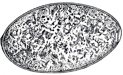 Рис. 26. Яйцо F. hepatica (по BV Ф. Капустину)