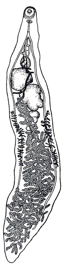 Рис. 27. Dicrocoelium lanceatum (по К. И. Скрябину и Р. С. Шульцу)