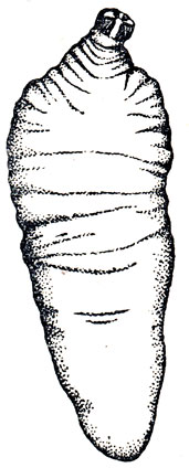 Рис. 35. Тетратиридий Mesocestoides lineatus (no К. И. Скрябину и Р. С. Шульцу)