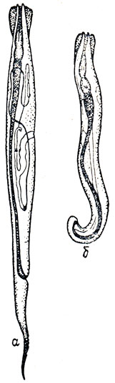 Рис. 36. Passalurus ambiguus (no А. Н. Макаревскому): а - самка; б - самец