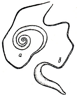 Рис. 38. Trichocephalus sylvilagi (по В Schwartz и W. В. Shook): a - самец; б - самка