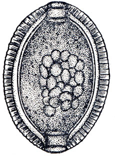 Рис. 39. Яйцо Hepaticola	hepaticola	(по К. И Скрябину и В. П. Подъяпольской)