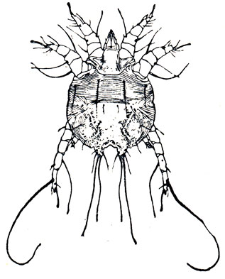 Рис 46. Накожниковый чесоточный клещ из рода Psoroptes (по В. Б. Дубинину). Самец со спинной стороны