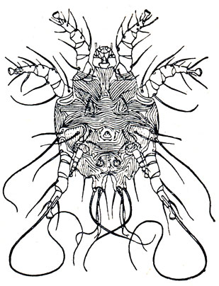 Рис. 47. Кожеедный чесоточный клеш из рода Chorioptes (по В. Б. Дубинину). Самец с брюшной стороны