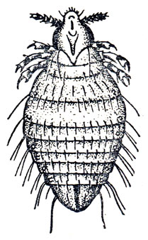 Рис. 49. Haemodipsus ventrieosus (no В. Vand, Schwartz, W. B. Shok)