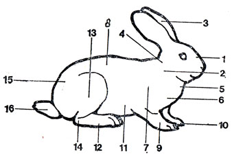 Рис. 1. Стати кролика: 1 - голова; 2 - шея; 3 - уши; 4 - загривок; 5 - подгрудок; 6 - грудь; 7 - плечо; 8 - спина; 9 - передние ноги; 10 - когти; 12 - задние ноги; 13 - бедро; 14 - голеностопный сустав; 15 - круп; 16 - хвост