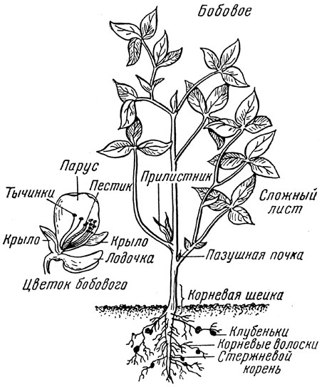 Рис. 9. Схема морфологического строения бобового растения
