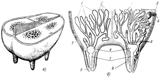 Рис. 1. Поперечный разрез вымени (а) и схема его строения (б): 1 - железистая ткань, 2 - соединительная ткань, 3 - артерия, 4 - вена, 5 - молочные протоки, 6 - молочные цистерны, 7 - сосковые цистерны, 8 - нерв, 9 - сфинктер соска