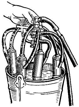 Рис. 66. Промывка доильного аппарата горячей водой перед доением