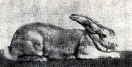 Рис. 20. Кролик породы серый великан