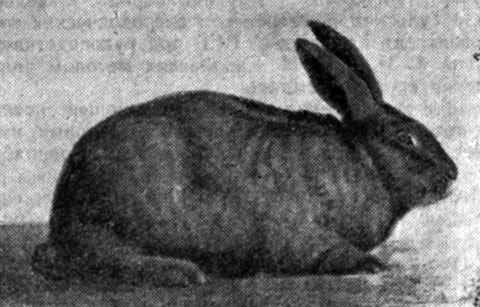 Рис. 24. Кролик вуалево-серебристый