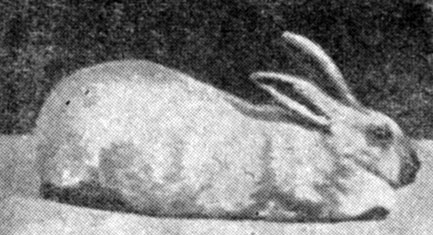 Рис. 25. Кролик породы серебристый