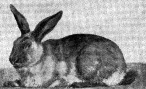 Рис. 28. Кролик породы советский мардер