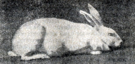 Рис. 31. Короткошерстный кролик