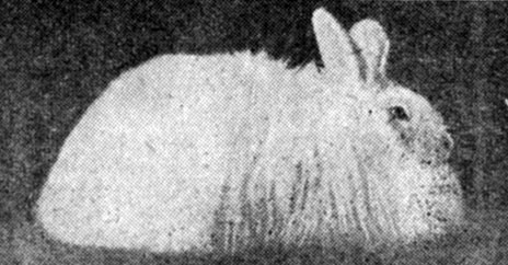 Рис. 32. Кролик породы кировский пуховый