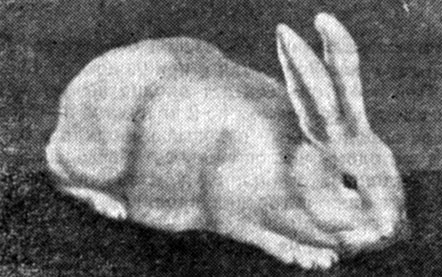 Рис 33. Ново-зеландский белый кролик