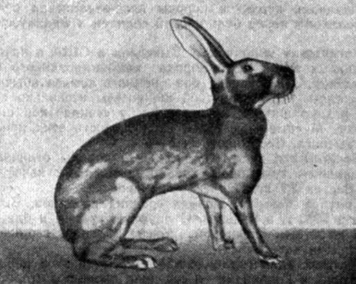 Рис. 34. Кролик породы бельгийский заяц