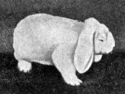 Рис. 37. Кролики английской гибридной линии мясного направлениям - самец