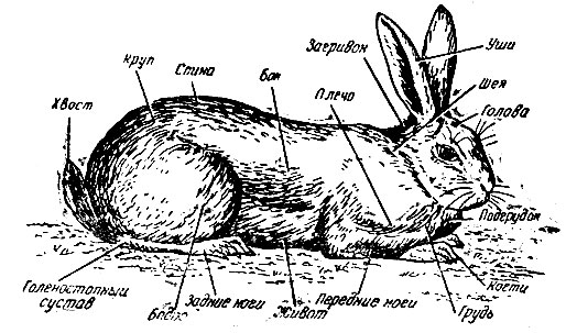 Рис. 40. Стати кролика