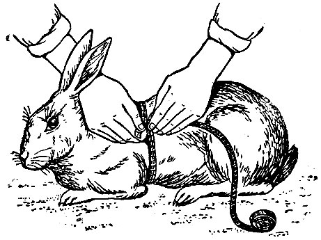 Рис. 41. Измерение обхвата груди кролика