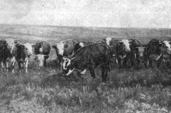Помесный молодняк от герефордских быков и англо-фризских коров