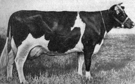 Корова англо-фризской породы