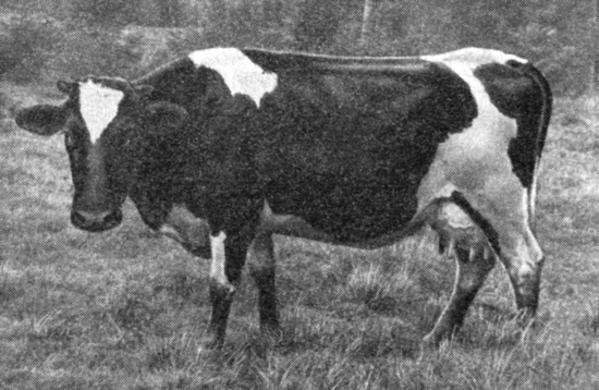 Корова голштино-фризской породы