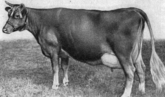 Корова гернзейской породы