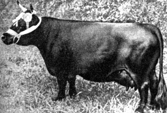 Корова декстерской породы