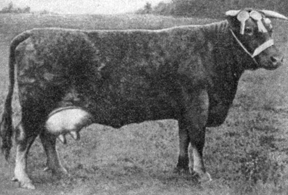 Корова южно-девонской породы