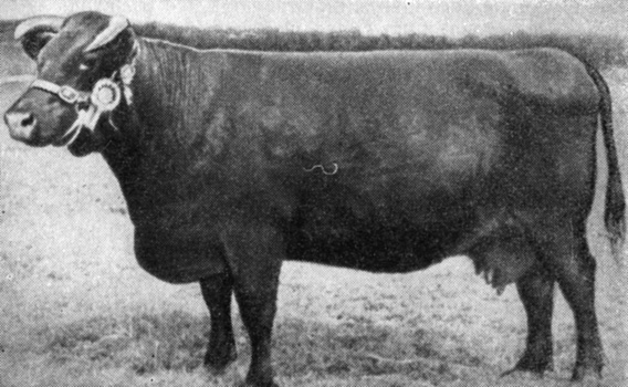 Корова линкольнской красной шортгорнской породы
