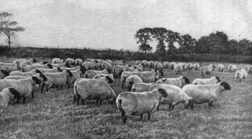 Овцы суффолькской породы (хозяйство Чиверса)