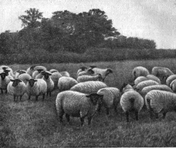 Овцы суффолькской породы (хозяйство Мак-Гори)
