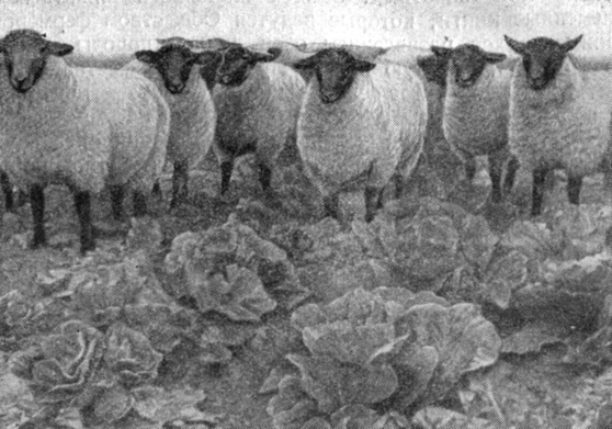 Овцы на искусственном пастбище кормовой капусты