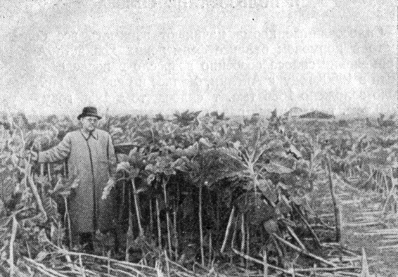 Посевы кормовой капусты (хозяйство Чиверса)