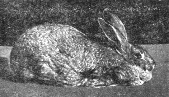 Рис. 9. Кролик породы серый великан