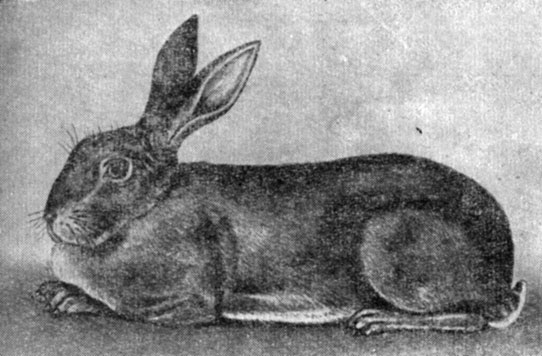 Рис. 13. Кролик венской голубой породы