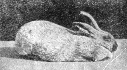 Рис. 16. Кролик серебристой породы