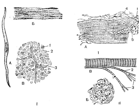 Рис. 1. Мускульная ткань: I - гладкая мускульная ткань; А - изолированная клетка; Б - продольный и В - поперечный разрезы через гладкую мускульную ткань; 1 - попавшее в разрез ядро клетки; 2 - безъядерный участок клетки; 3 - соединительные прослойки; II - поперечнополосатая мускульная ткань; А - продольный и Б - поперечный разрезы ткани; В - расщепленное мускульное волокно; 1 - волокно; 2 - пучок миофибрилл; 3 - изолированные миофибриллы; 4 - соединительная ткань; 5 - жировые клетки