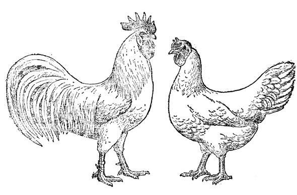 Рис. 16 Курица и петух породы леггорн