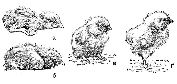 Рис. 20. Внешний вид цыплят в первый день жизни: а - возраст 1 ч; б - 3 ч; в - 6-8 ч; г - 18 ч