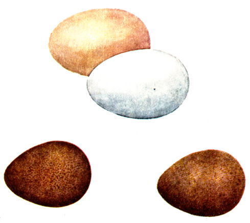 Рис. 7. Яйца русских белых кур (вверху) и цесарок