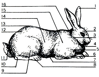 Рис. 1. Стати кролика: 1 - уши, 2 - голова, 3 - шея, 4 - подгрудок, 5 - грудь, 6 - передние лапы, 7 - живот, 8 - задние лапы, 9 - бедра, 10 - голеностопный сустав, 11 - хвост, 12 - круп, 13 - спина, 14 - бок, 15 - плечо, 16 - загривок