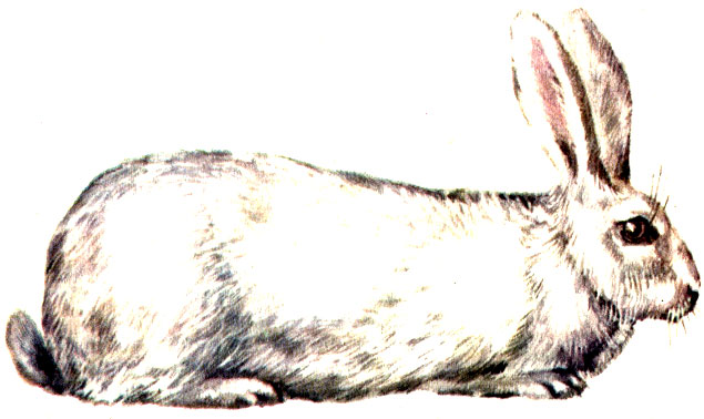 Рис. 2. Кролик породы белый великан