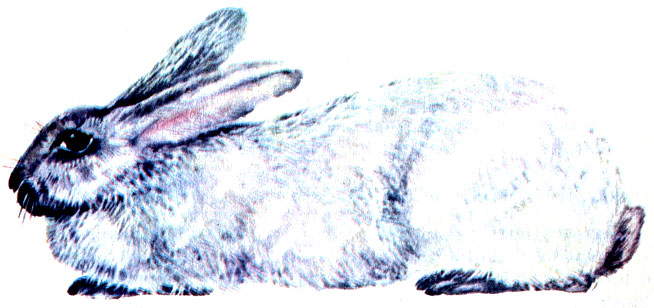 Рис. 3. Кролик породы серебристый